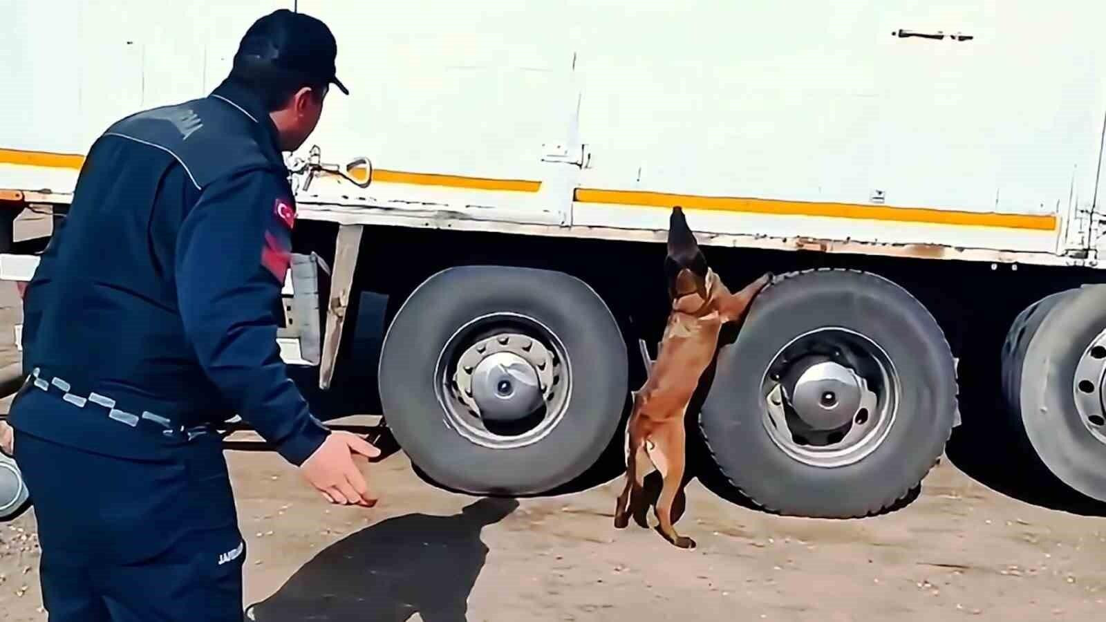 Kırıkkale’de Jandarma, Tütün Tespit Köpeği Alkış ile 1 Ton Kaçak Tütün ve Sigara Ele Geçirdi