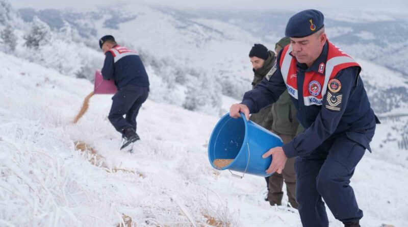 Kırşehir'de Yaban Hayvanları İçin Yem Bırakıldı 1