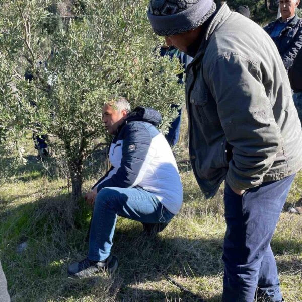 Köyceğiz İlçe Tarım ve Orman Müdürlüğü personeli zeytin budama tekniklerini gösteriyor.