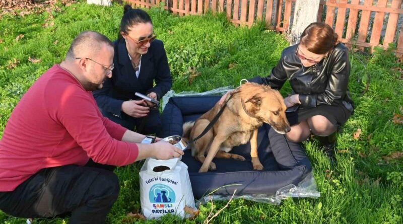 Manisa Büyükşehir Belediyesi, Sokak Hayvanlarını Sahiplendirme Kampanyası ile Yuva Arayanlar İçin Sevgi Dolu Bir Çözüm Sunuyor 1