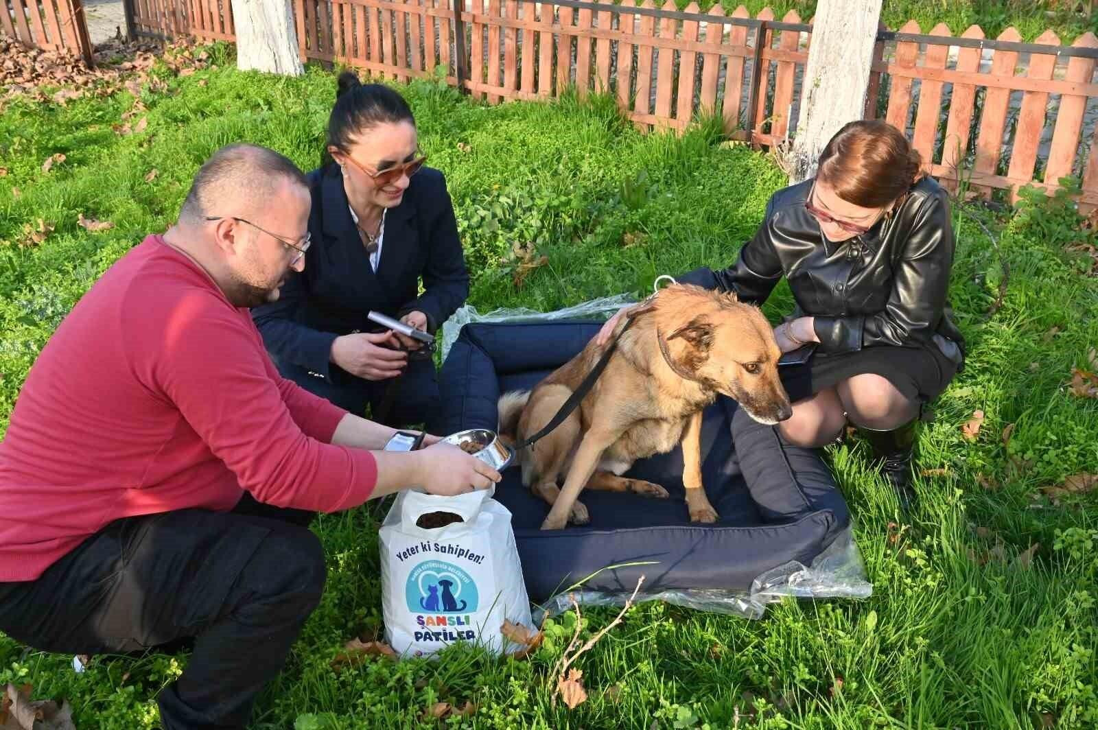 Manisa Büyükşehir Belediyesi, Sokak Hayvanlarını Sahiplendirme Kampanyası ile Yuva Arayanlar İçin Sevgi Dolu Bir Çözüm Sunuyor