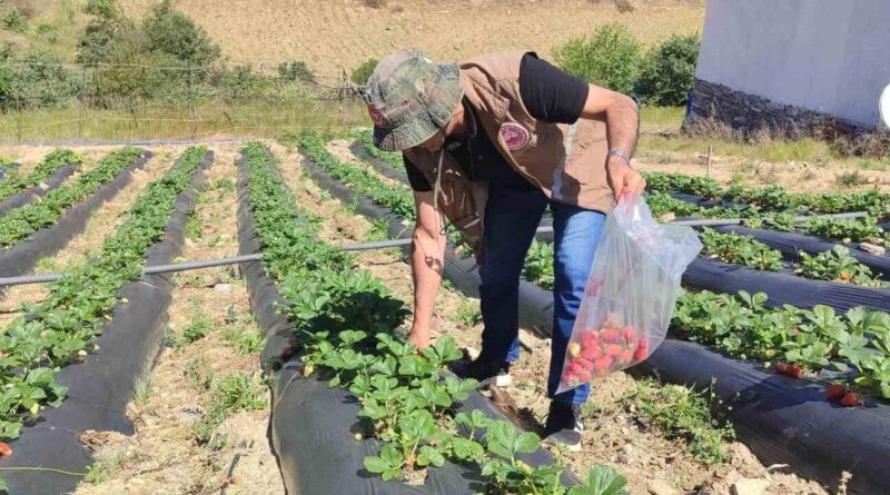 Manisa Salihli'de Yasaklı Pestisit Kullanımı 21 Bin Lira Ceza ile Karşılanacak 1