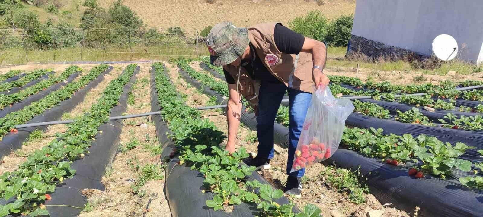 Manisa Salihli’de Yasaklı Pestisit Kullanımı 21 Bin Lira Ceza ile Karşılanacak