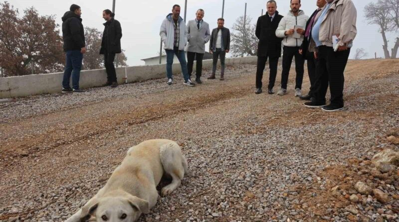 Manisa’da Sokak Canlıları İçin Hayvan Yaşam Merkezi Hızla İnşa Ediliyor 1