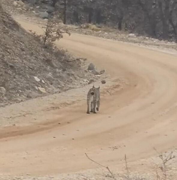 Mazgirt'te Görüntülen Vaşak