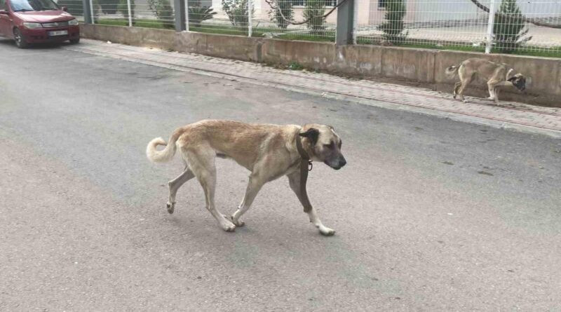 Mersin'de Sokak Köpekleri Kadına Saldırdı, Güvenlik Kamerasına Yansıdı 1