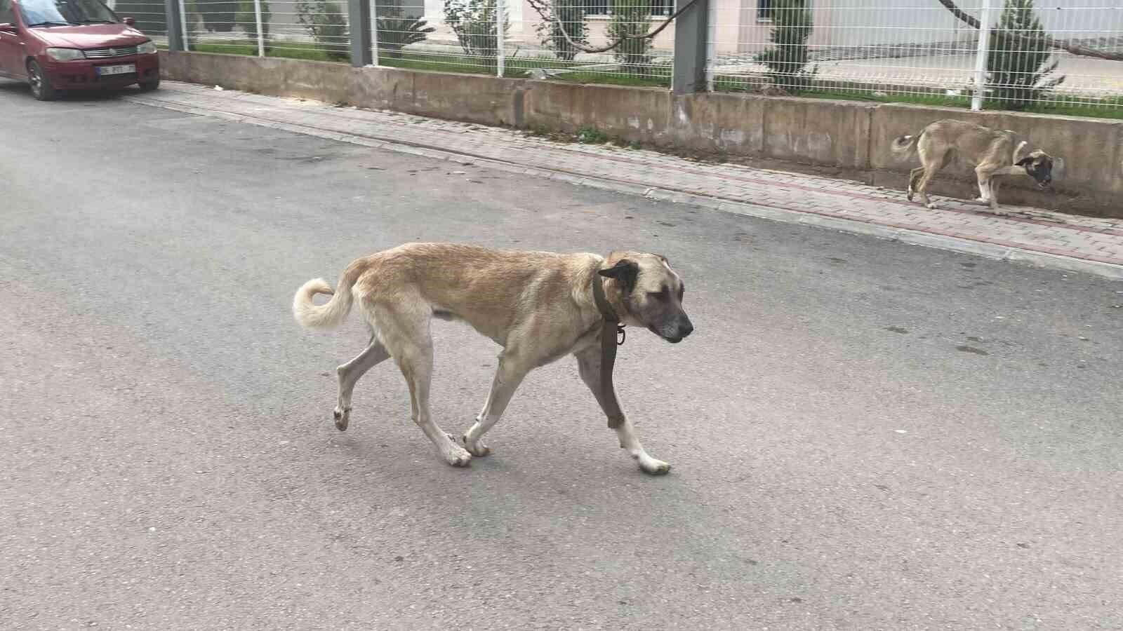 Mersin’de Sokak Köpekleri Kadına Saldırdı, Güvenlik Kamerasına Yansıdı