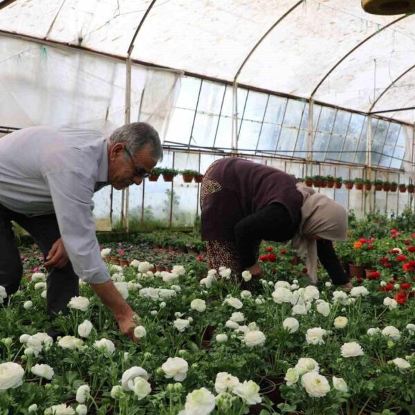 Muğla Büyükşehir Belediyesi'nin süs bitkisi üretim projesi-1