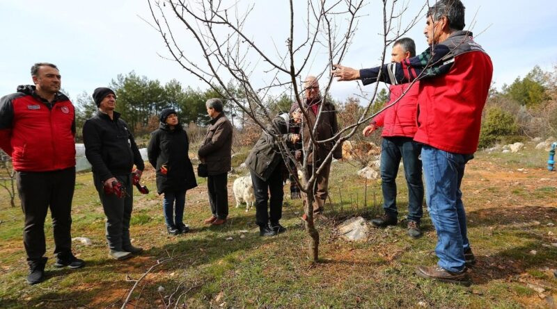 Muğla'da Meyve Ağaçlarında Budama Eğitimi 1