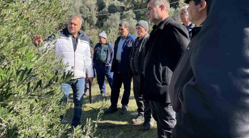 Muğla Köyceğiz'de Zeytin Çiftçileri Budama Eğitimi Aldı 1