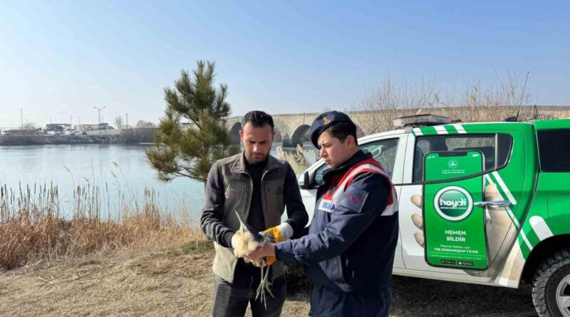 Muş Jandarma'sı Yaralı Balaban Kuşunu Koruma Altına Aldı 1