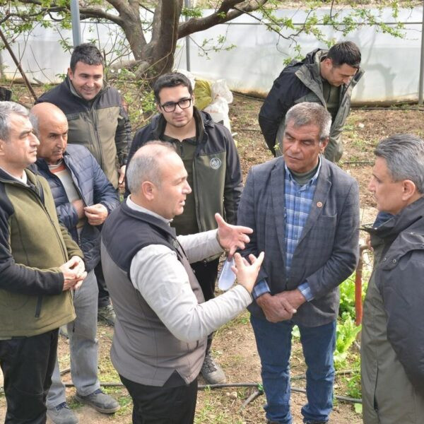 Mut ilçesindeki örtü altı erik seraları-2