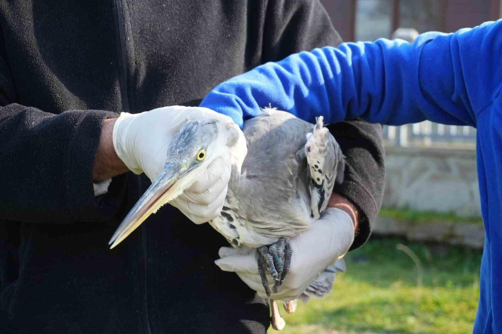 Samsun Büyükşehir Belediyesi Yabani Hayvanlar İlk Yardım Ünitesi 120 Yabani Hayvanı Tedavi Ederek Sağlığına Kavuşturdu