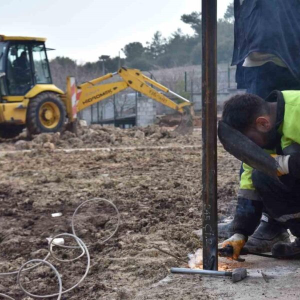 Sokak hayvanları için doğal yaşam alanı