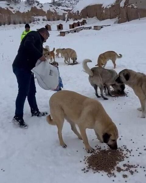 Sokak köpeklerinin beslenmesi-1