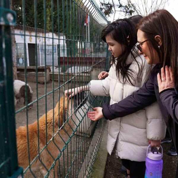 Tepebaşı Belediyesi Doğal Yaşam Merkezi sokak hayvanları için medikal malzeme almaya hazır.-2