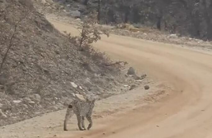 Tunceli'de IUCN Kırmızı Listesinde Vaşak Görüntülendi 1