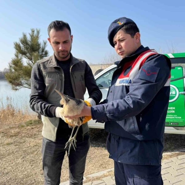 Yaralı bir bayağı balaban kuşu Jandarma ekipleri tarafından yakalanıyor.-1