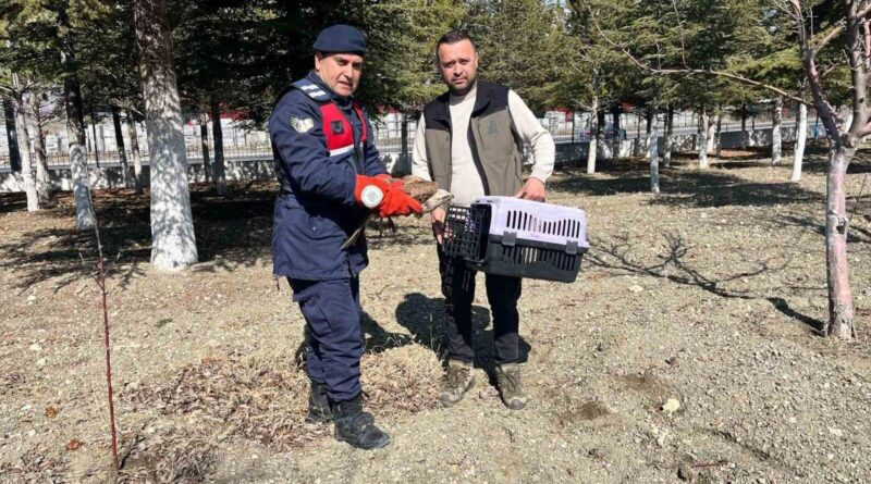 Afyonkarahisar'da Yaralı Kızıl Şahin AKÜREM'e Teslim Edildi 1