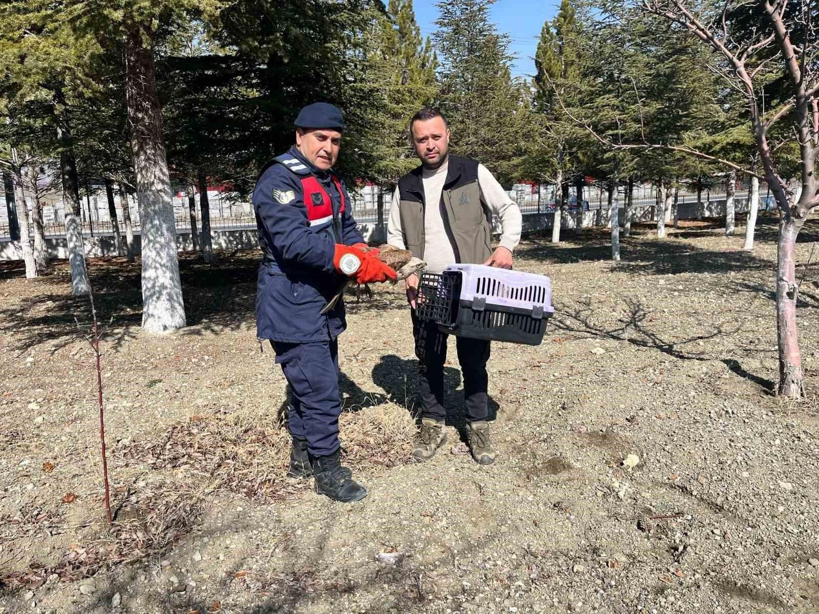 Afyonkarahisar’da Yaralı Kızıl Şahin AKÜREM’e Teslim Edildi