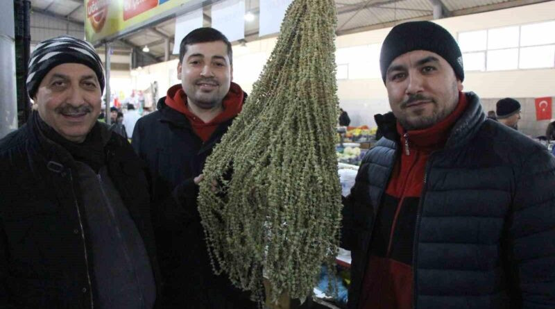 Amasya'da Çiçek Bamyanın Gram Altını Geçen Fiyatı 1