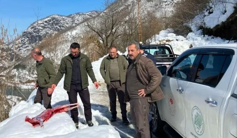 Artvin Borçka'da Koruma Altındaki Karacayı Avlayarak Soyan Kaçak Avcılar Suçüstü Yakalandı 1