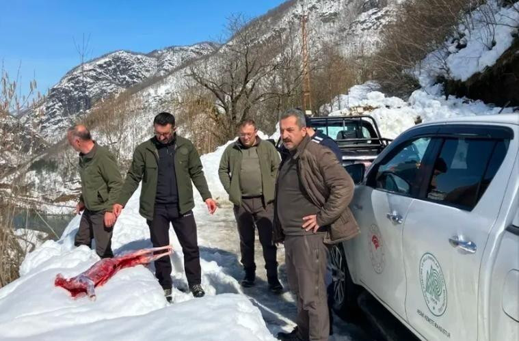 Artvin Borçka’da Koruma Altındaki Karacayı Avlayarak Soyan Kaçak Avcılar Suçüstü Yakalandı