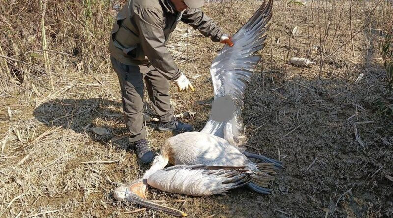 Aydın'da Nesli Tehlike Altında Tepeli Pelikan Vurularak Öldürüldü 1