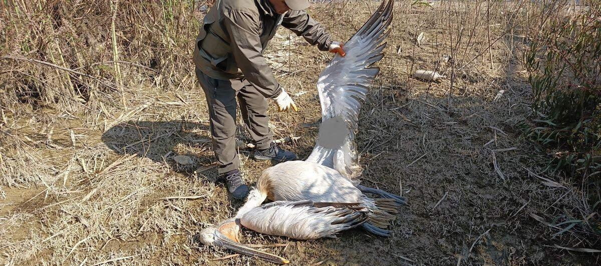 Aydın’da Nesli Tehlike Altında Tepeli Pelikan Vurularak Öldürüldü