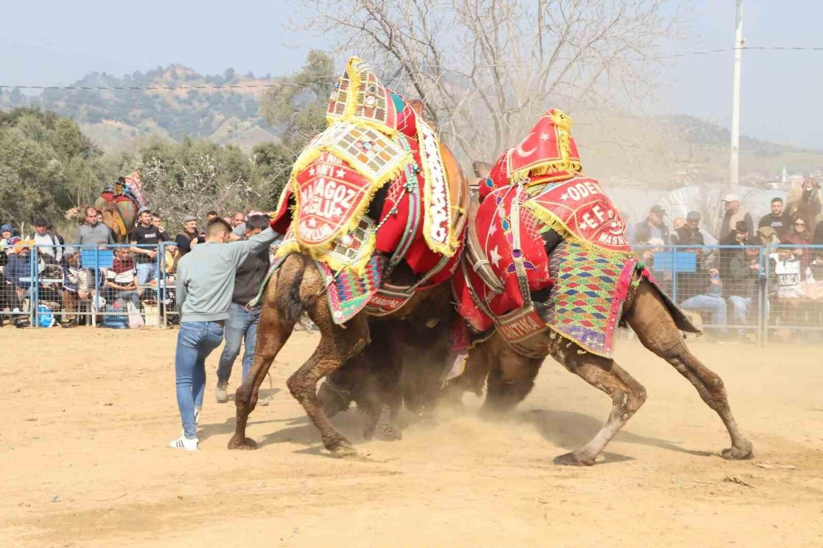 Aydın Köşk’te Coşkulu Deve Güreşi Festivali