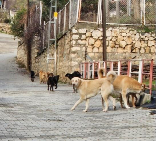 Bilecik’te sokak köpeklerinin hepsi toplanacak