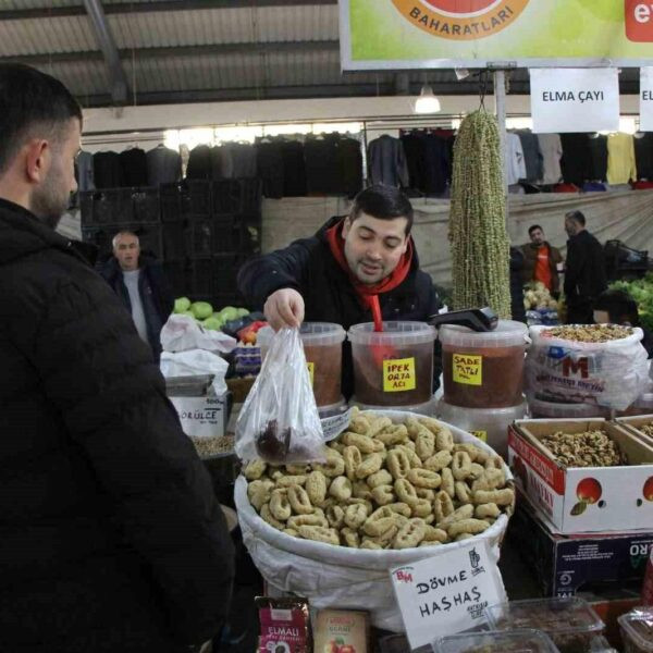 Çiçek bamyasını toplama işlemi-6