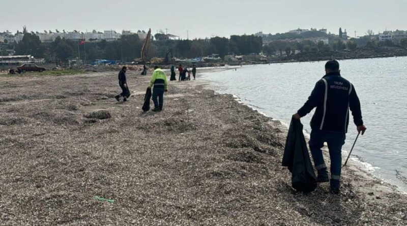 Didim Belediyesi Mavişehir Mahallesi'nde Sahil Temizliği Yaptı 1