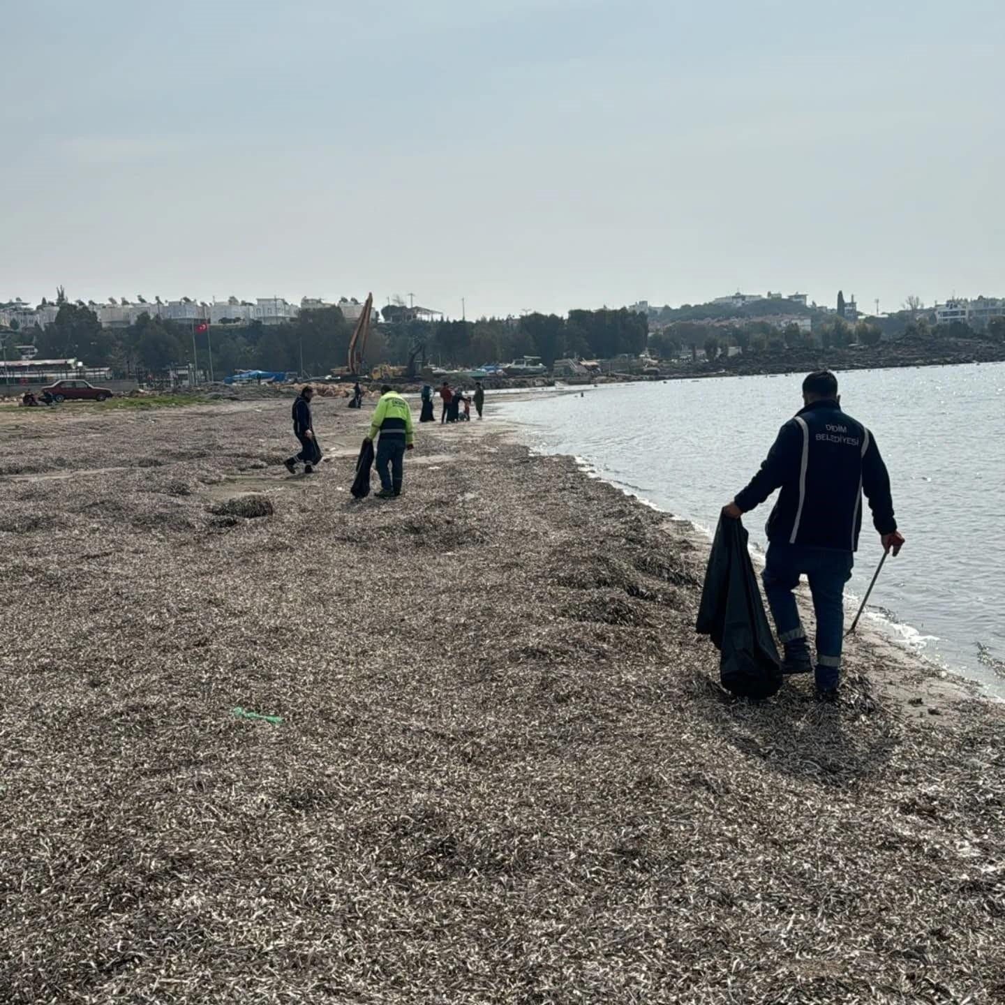 Didim Belediyesi Mavişehir Mahallesi’nde Sahil Temizliği Yaptı