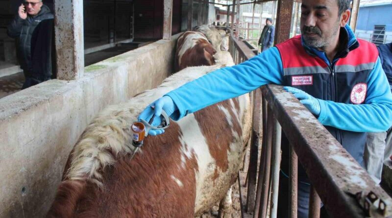 Düzce'de Büyükbaş Hayvanlara İlkbahar Şap Aşılama Kampanyası Başladı 1