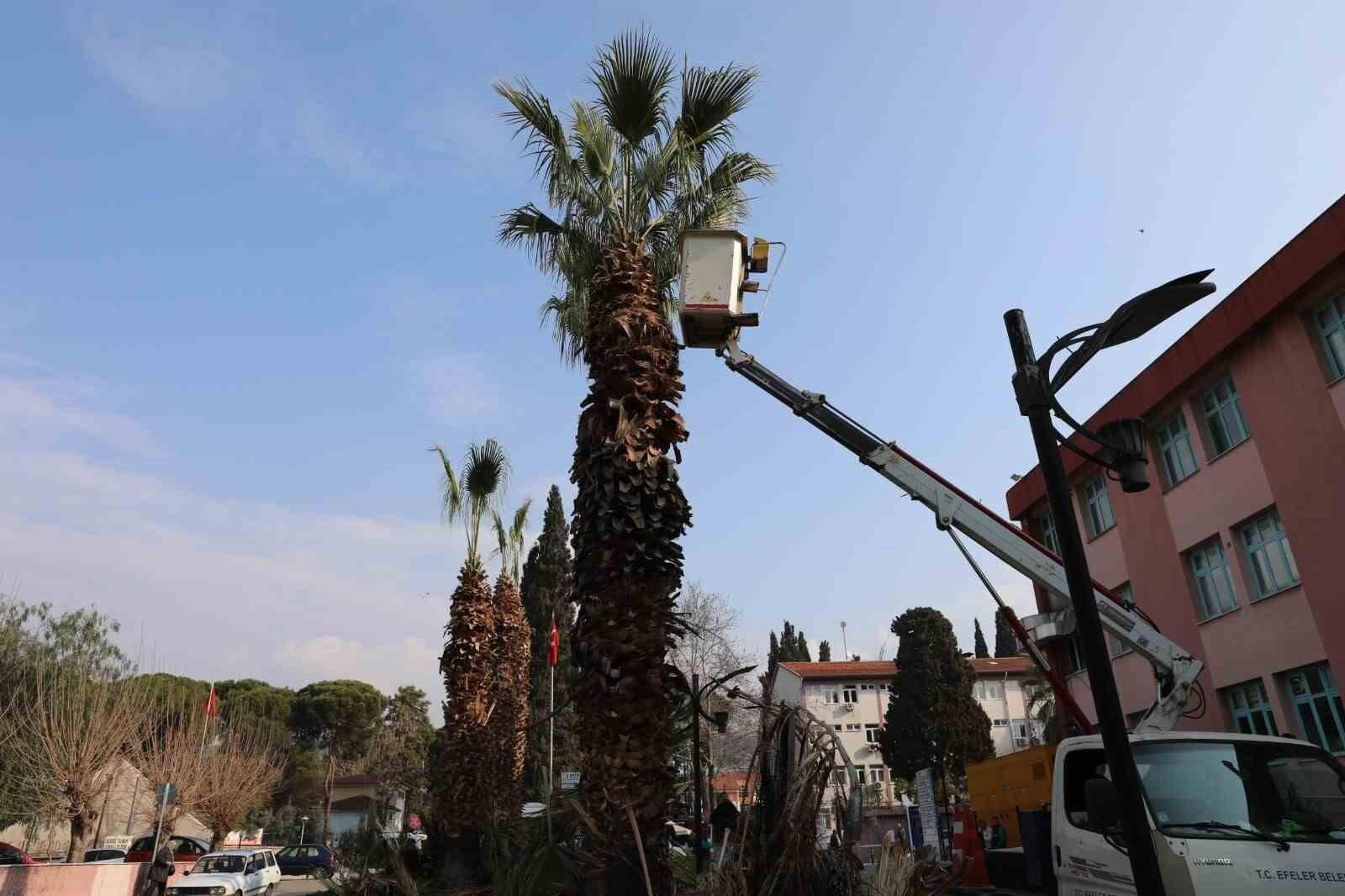 Efeler Belediyesi, Aydın Devlet Hastanesi’nde Ağaç Budama ve Bakım Çalışmaları Tamamladı