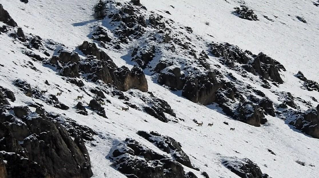 Munzur Dağlarında Yaban Keçileri Göç Ediyor