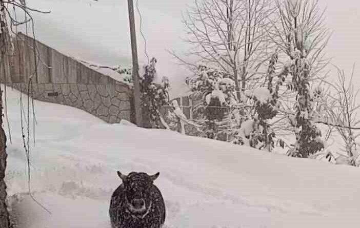 Rize'de Kaçan Boğa Mezrada Bulundu 1