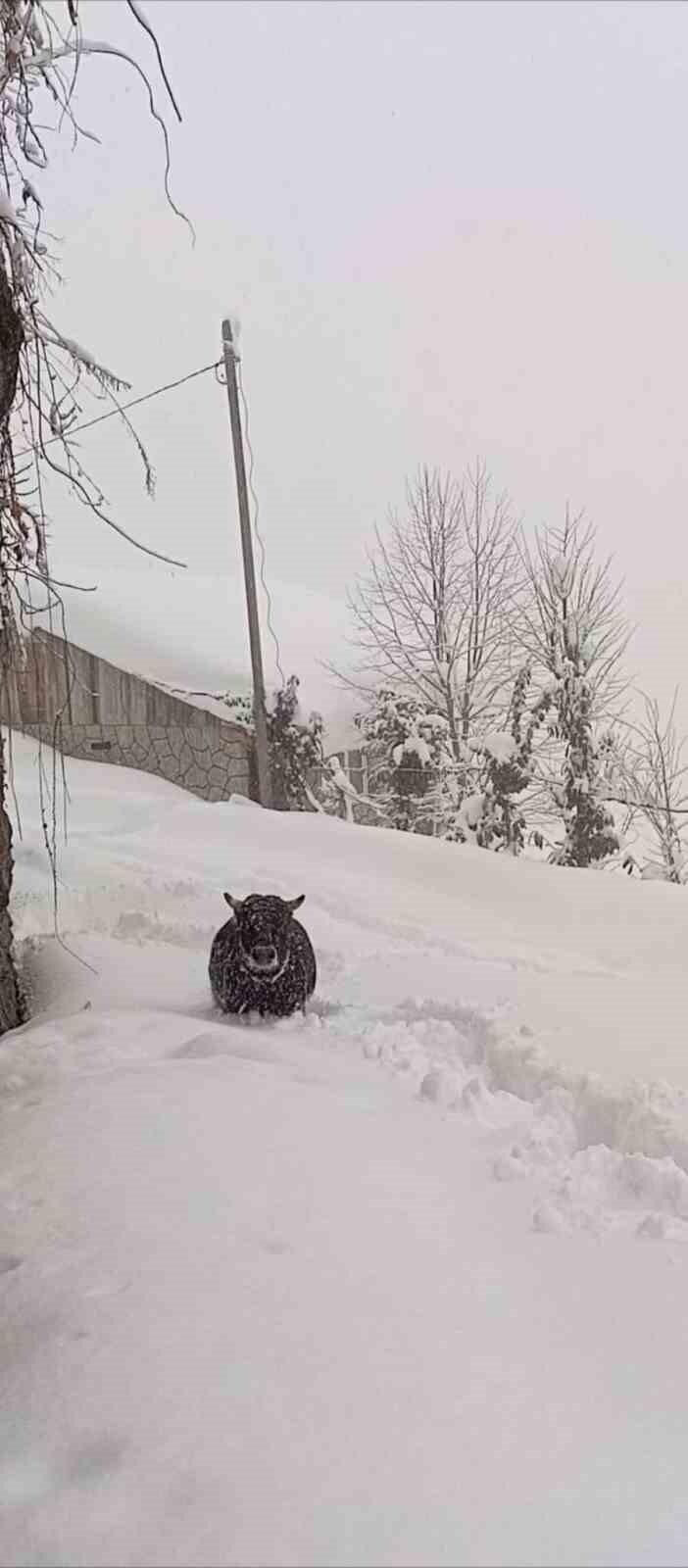 Rize’de Kaçan Boğa Mezrada Bulundu