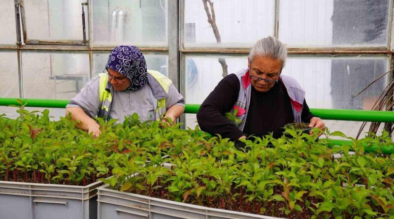 Tepebaşı Belediyesi, Seralarında Ürettiği Çiçeklerle Kenti Rengarenk Boyuyor 1