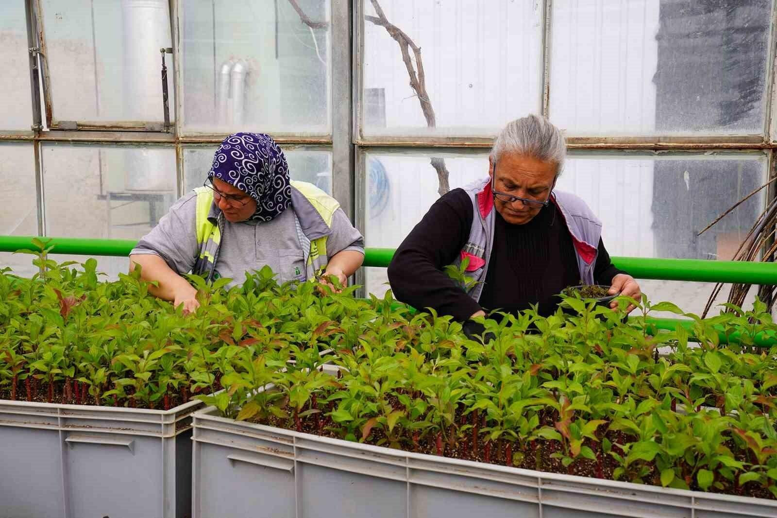 Tepebaşı Belediyesi, Seralarında Ürettiği Çiçeklerle Kenti Rengarenk Boyuyor