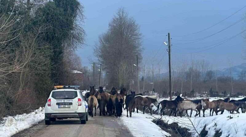 Terme Belediyesi Başıboş Atlara Karşı Harekete Geçti, Sahibine İdari Ceza 1