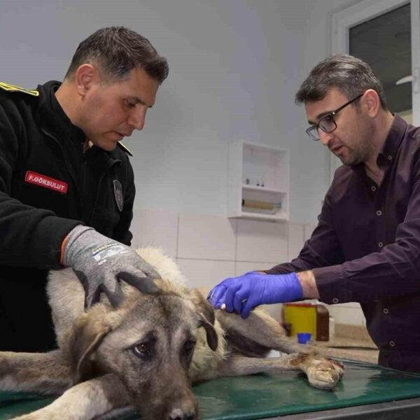 Yaralı köpeğin veteriner fakültesine taşındığı an-5