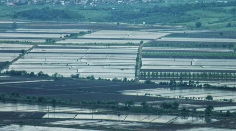 2025 sezonunda çeltik ekimine sınırlama uygulanacak 1