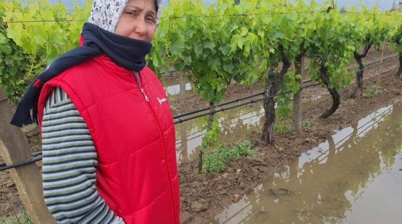 Bahar yağmurları üreticiyi sevindirdi 1