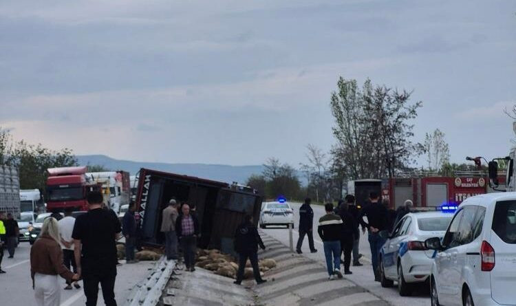 Devrilen kamyonda 53 koyun telef oldu 1