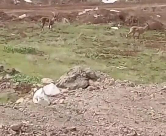 Elazığ’da dağ keçileri görüldü 1