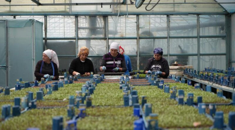 Erzincan seracılıkta hedefini büyütüyor 1