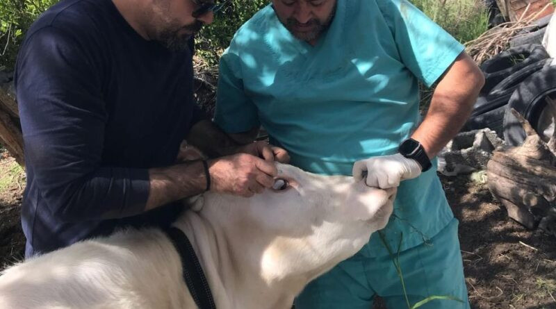 Ortaca Okçular Mahallesi’nde Brucella aşılaması gerçekleştirildi 1