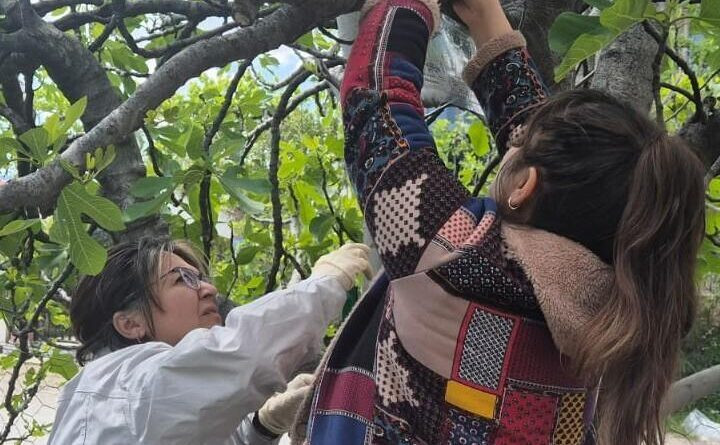 Ortaca’da Kahverengi Kokarca’ya karşı tuzaklı takip başladı 1